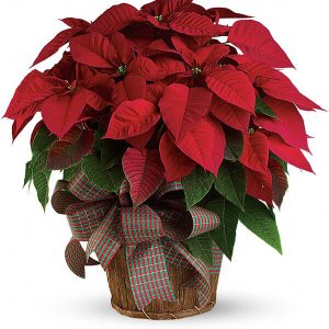 Great pots